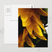 Sun Drups Briefkaart (Voorkant / Achterkant)