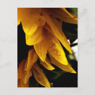 Sun Drups Briefkaart