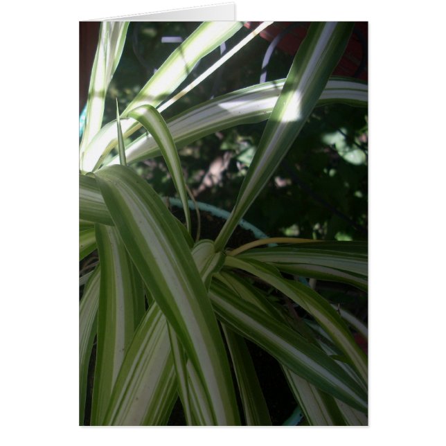 Sun en Shade (Voorkant)