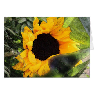 Sun Flower