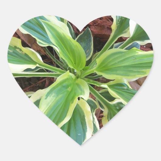 Sun Hosta Hart Sticker (Voorkant)