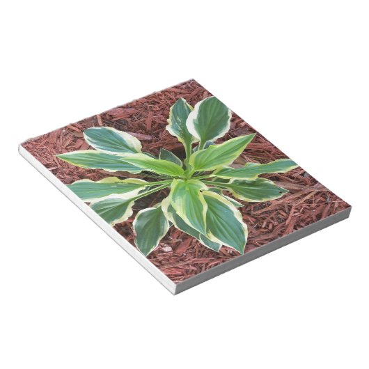 Sun Hosta Notitieblok (Schuin)