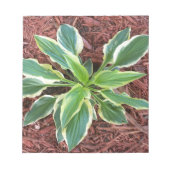 Sun Hosta Notitieblok (Voorkant)