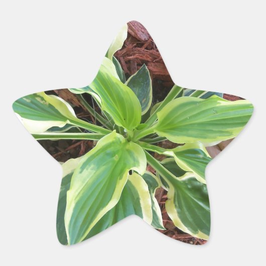 Sun Hosta Ster Sticker (Voorkant)