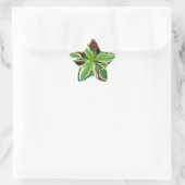 Sun Hosta Ster Sticker (Tas)