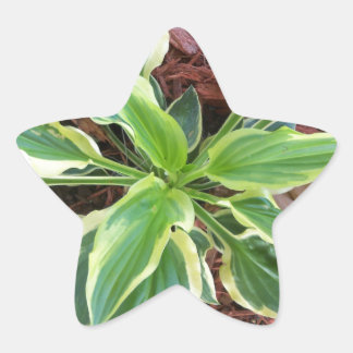 Sun Hosta Ster Sticker