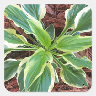 Sun Hosta Vierkante Sticker