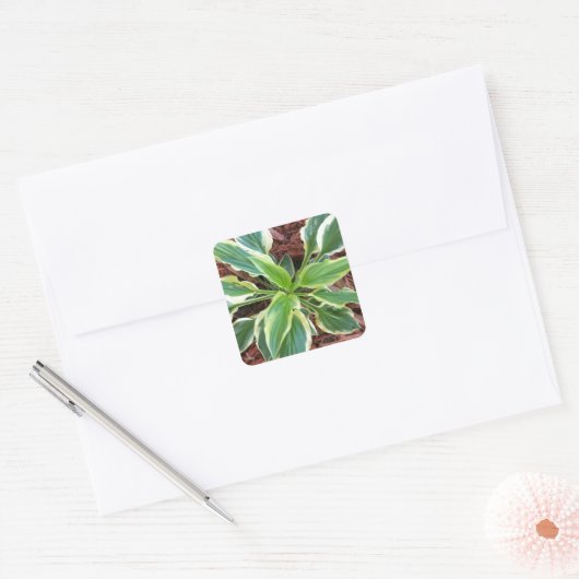 Sun Hosta Vierkante Sticker (Envelop)