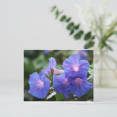 Sun Illuminated Blue en Lavender Morning Glories Briefkaart (Staand voorkant)