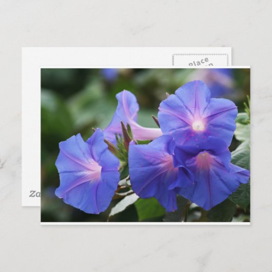 Sun Illuminated Blue en Lavender Morning Glories Briefkaart (Voorkant / Achterkant)
