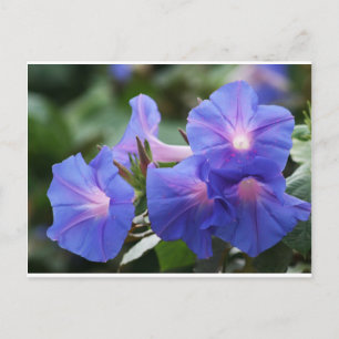 Sun Illuminated Blue en Lavender Morning Glories Briefkaart