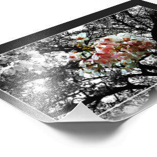 Sun Kust Cherry Blossom Foto Afdruk