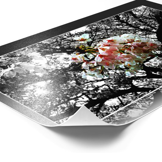Sun Kust Cherry Blossom Foto Afdruk (Hoek)