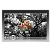 Sun Kust Cherry Blossom Foto Afdruk (Voorkant)