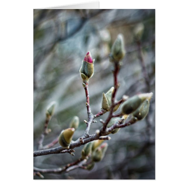 Sun Kust Magnolia Buds Blank Card (Voorkant)