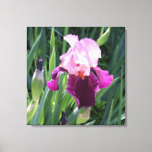 Sun-Kust Pink Iris Flower Canvas (Voorkant)