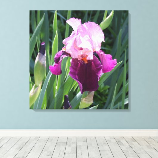 Sun-Kust Pink Iris Flower Canvas (Insitu (Houten vloer))