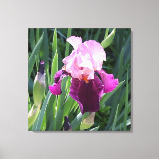 Sun-Kust Pink Iris Flower Canvas Afdruk (Voorkant)