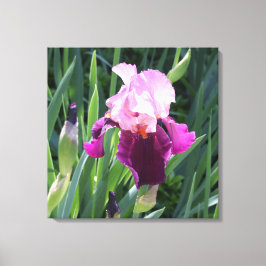 Sun-Kust Pink Iris Flower Canvas Afdruk