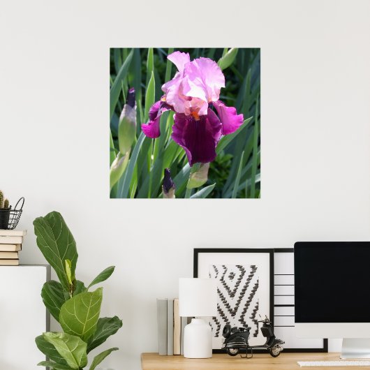 Sun-Kust Pink Iris Flower Poster (Thuiskantoor)