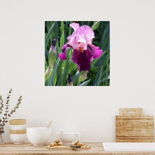 Sun-Kust Pink Iris Flower Poster (Keuken)