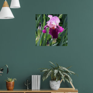 Sun-Kust Pink Iris Flower Poster