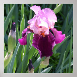 Sun-Kust Pink Iris Flower Poster