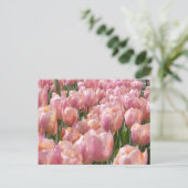 Sun-kust roze Tulips Briefkaart (Staand voorkant)