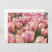 Sun-kust roze Tulips Briefkaart (Voorkant / Achterkant)