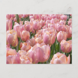 Sun-kust roze Tulips Briefkaart
