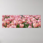 Sun-kust roze Tulips Poster (Voorkant)