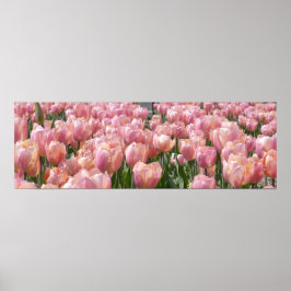 Sun-kust roze Tulips Poster