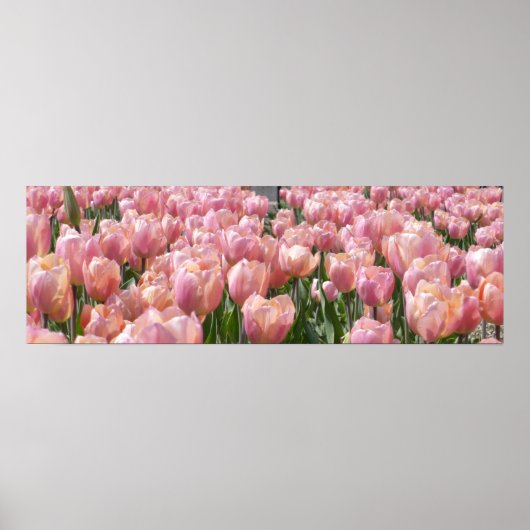 Sun-kust roze Tulips Poster (Voorkant)