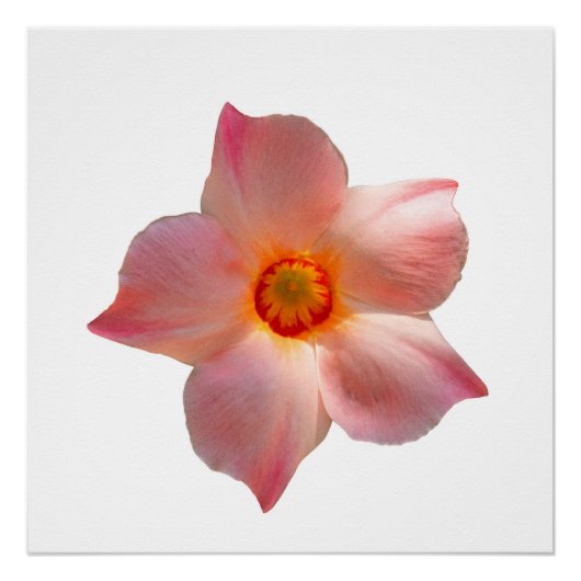 Sun Parasol Mandevilla Perfect Poster (Voorkant)