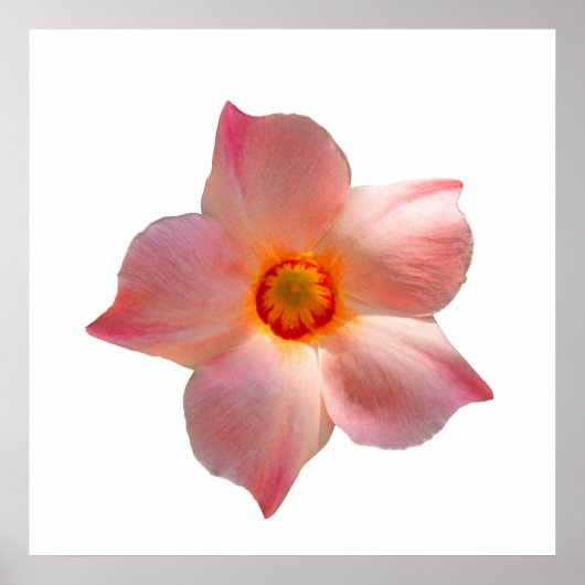 Sun Parasol Mandevilla Poster (Voorkant)