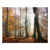 Sun Rays Mystic Misty Schilderachtig Forest - Pape Foto Afdruk (Voorkant)