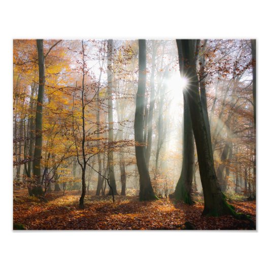 Sun Rays Mystic Misty Schilderachtig Forest - Pape Foto Afdruk (Voorkant)