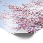 sun rays pass through pink flowers of a wow tree foto afdruk (Hoek)