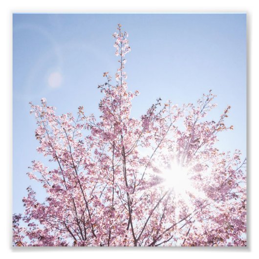 sun rays pass through pink flowers of a wow tree foto afdruk (Voorkant)