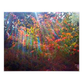 Sun Rays Print Foto Afdruk