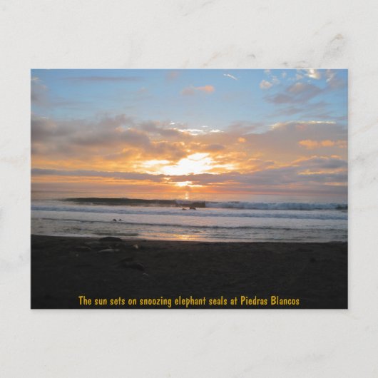 Sun-sets op het snoeien van olifantenzegels briefkaart (Voorkant)