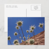 Sun Thistle Briefkaart (Voorkant / Achterkant)