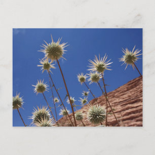 Sun Thistle Briefkaart