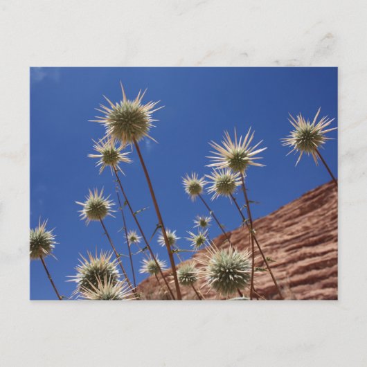 Sun Thistle Briefkaart (Voorkant)