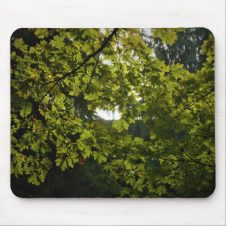 Sun Through Green Leaves Muismat