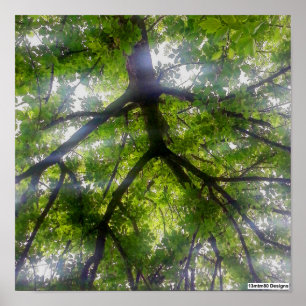 Sun Trees (Ohio) - Poster