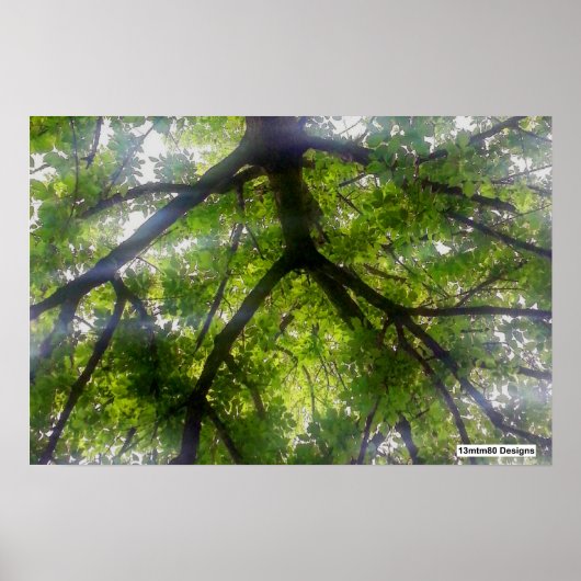 Sun Trees (Ohio) - Poster (Voorkant)
