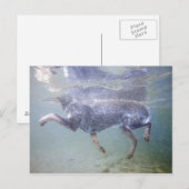 Sun Valley, Idaho, Verenigde Staten. Briefkaart (Voorkant / Achterkant)