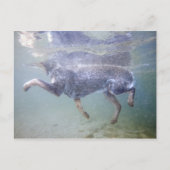 Sun Valley, Idaho, Verenigde Staten. Briefkaart (Voorkant)