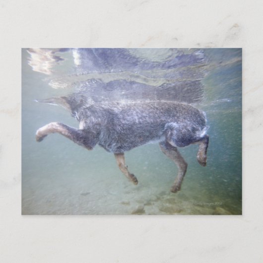 Sun Valley, Idaho, Verenigde Staten. Briefkaart (Voorkant)